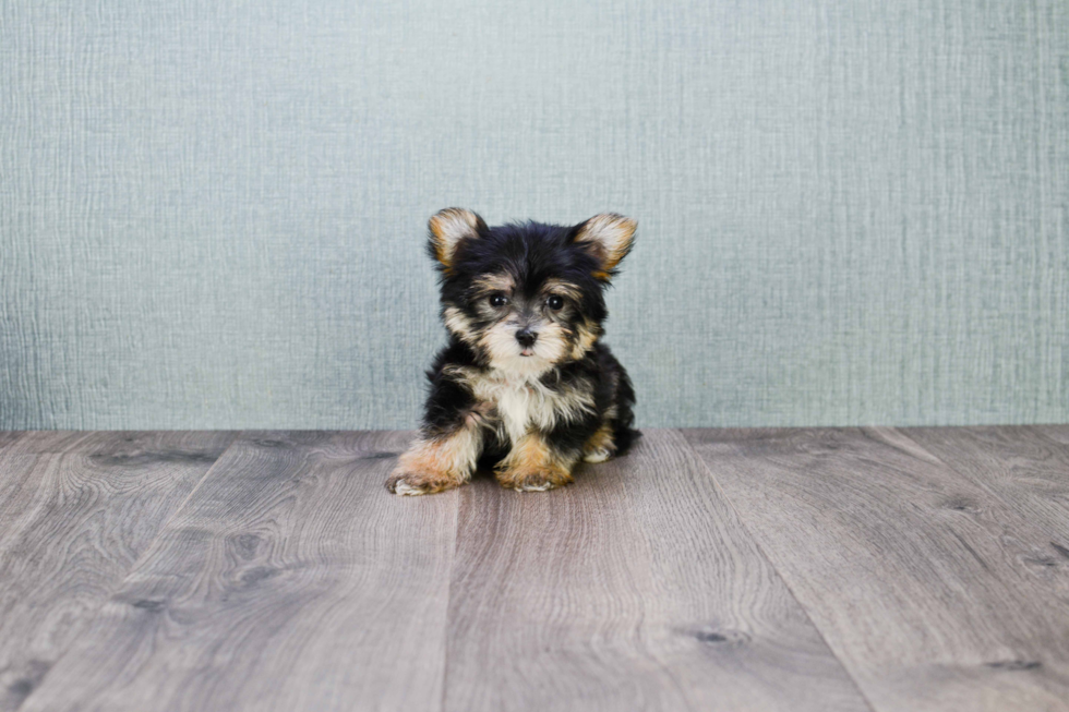 Morkie Puppy for Adoption