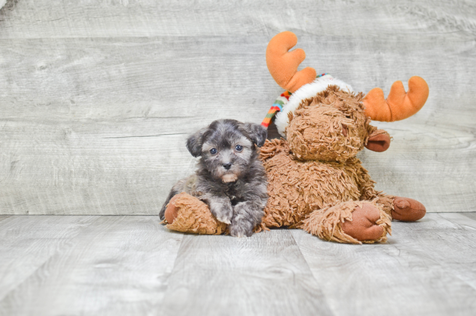 Teddy Bear Pup Being Cute