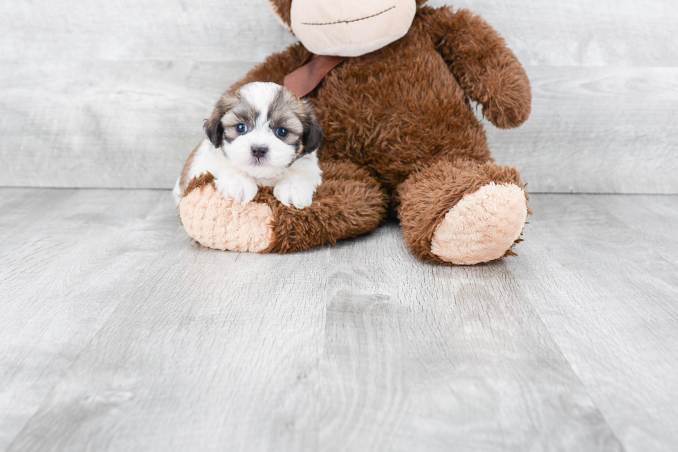 Teddy Bear Pup Being Cute