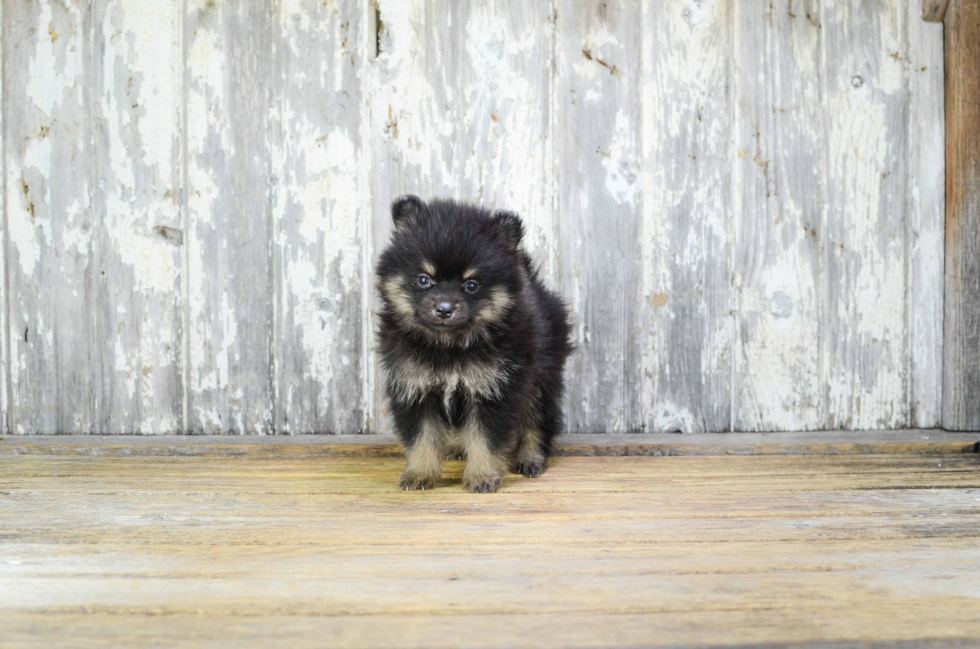 Pomeranian Puppy for Adoption