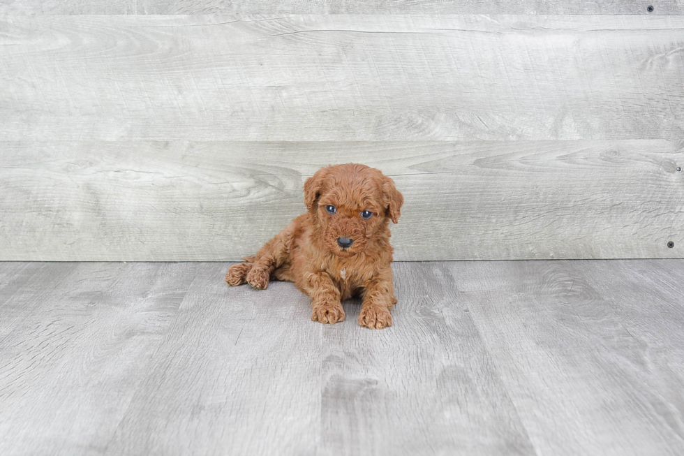 Little Golden Retriever Poodle Mix Puppy