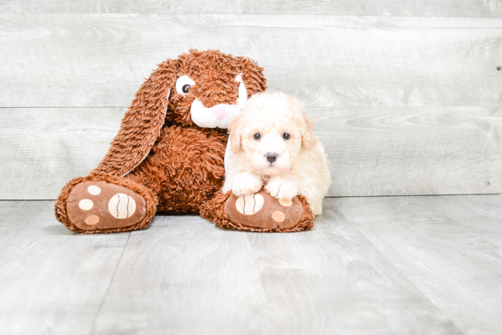 Best Maltipoo Baby