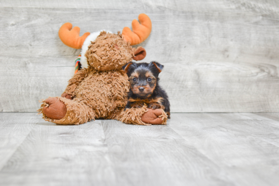 Morkie Pup Being Cute