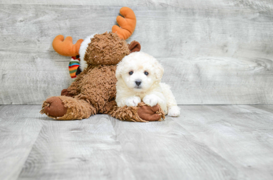 Best Maltipoo Baby