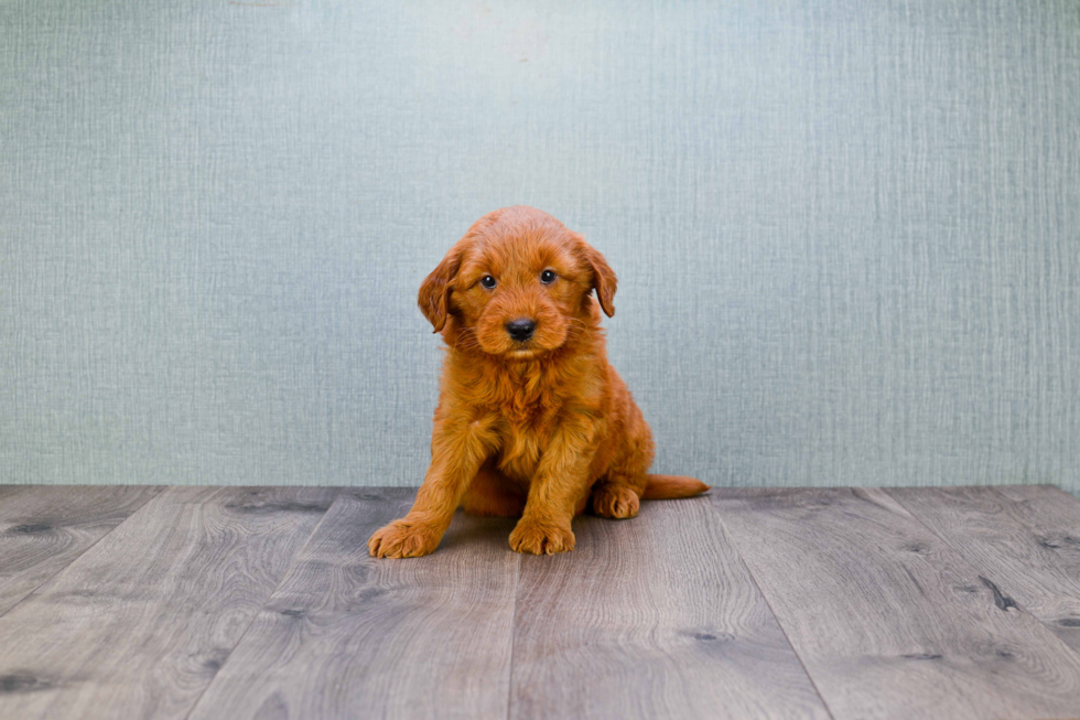 Best Mini Goldendoodle Baby