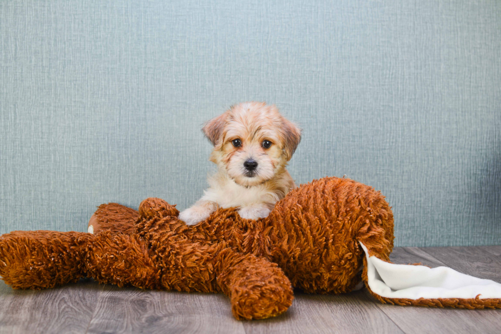 Best Morkie Baby