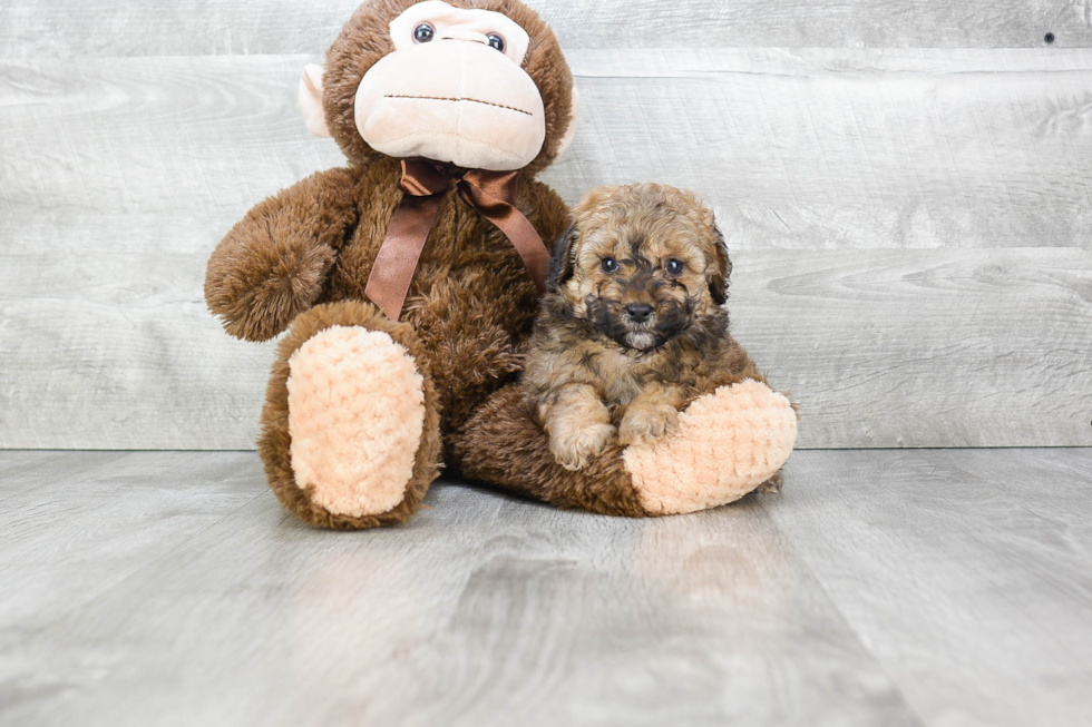 Maltipoo Pup Being Cute