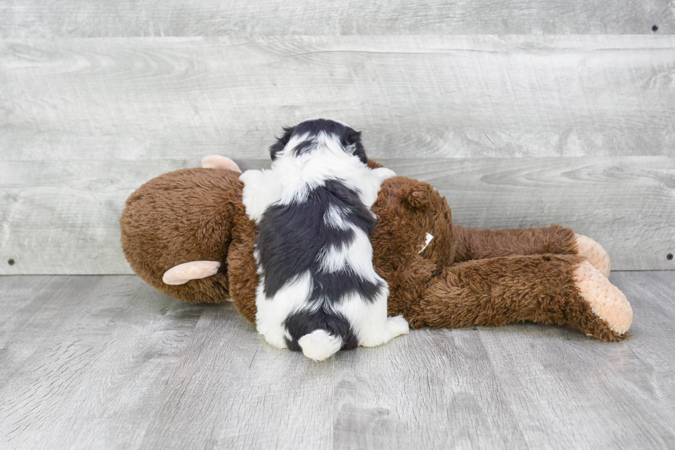 Teddy Bear Pup Being Cute