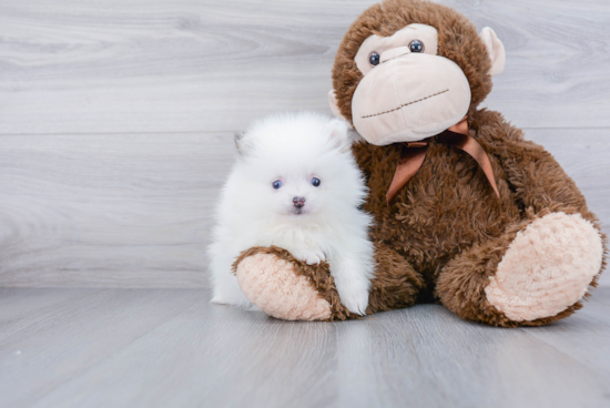 Popular Pomeranian Baby