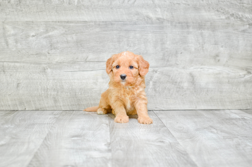 Small Mini Bernedoodle Baby