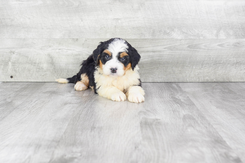 Mini Bernedoodle Puppy for Adoption