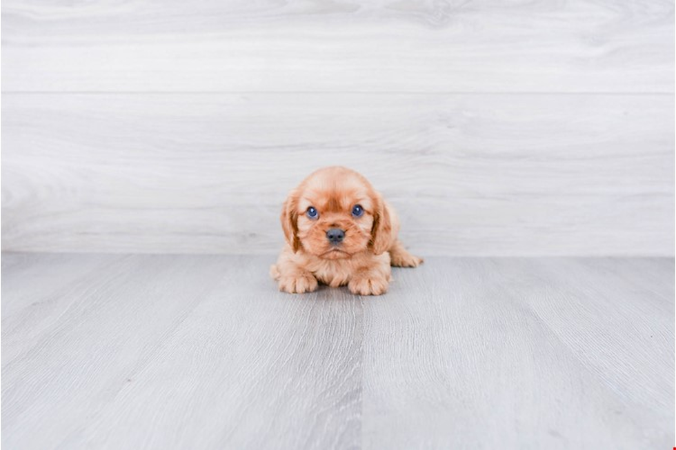 Funny Cavalier King Charles Spaniel Baby