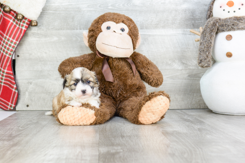 Fluffy Havanese Purebred Puppy