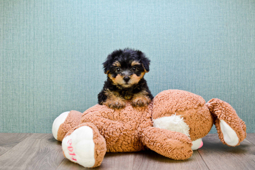 Yorkie Poo Puppy for Adoption