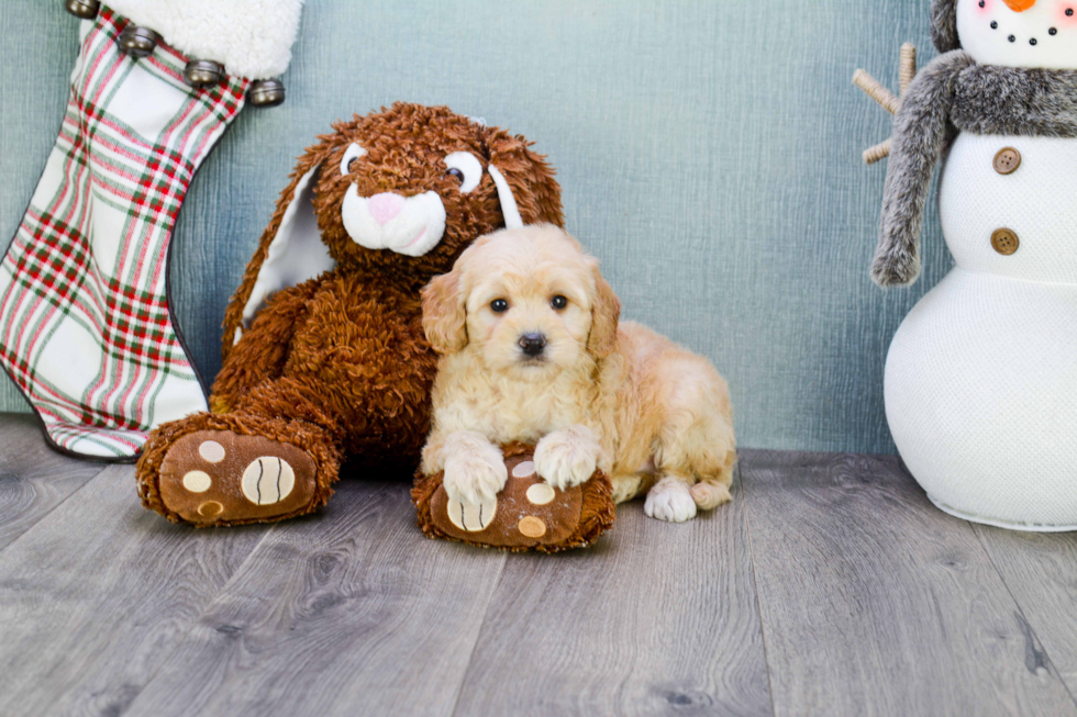 Mini Goldendoodle Pup Being Cute