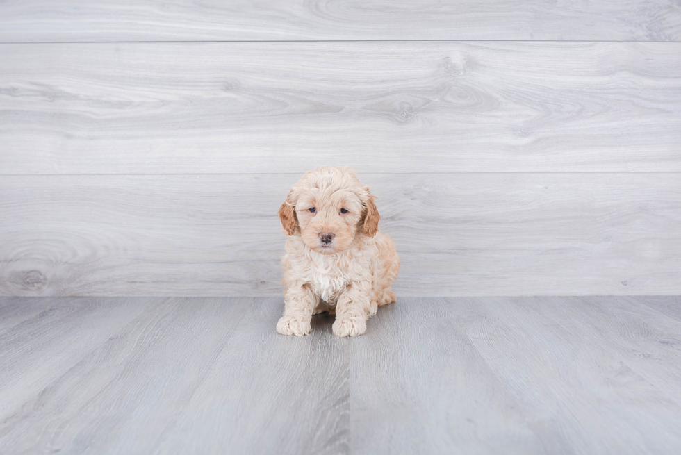 Best Mini Goldendoodle Baby