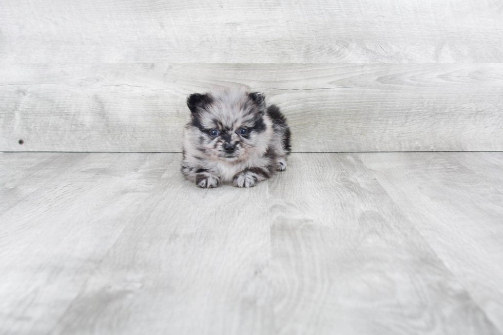 Pomeranian Pup Being Cute