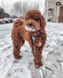 Mini Goldendoodle Being Cute