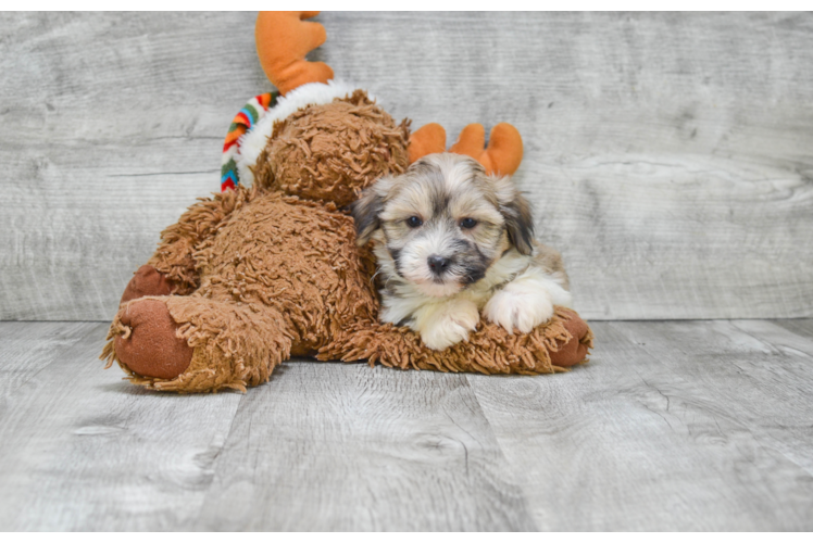 Havanese Pup Being Cute