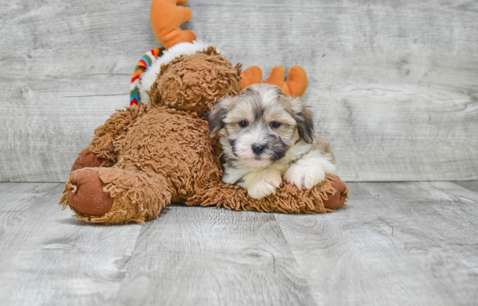 Havanese Pup Being Cute