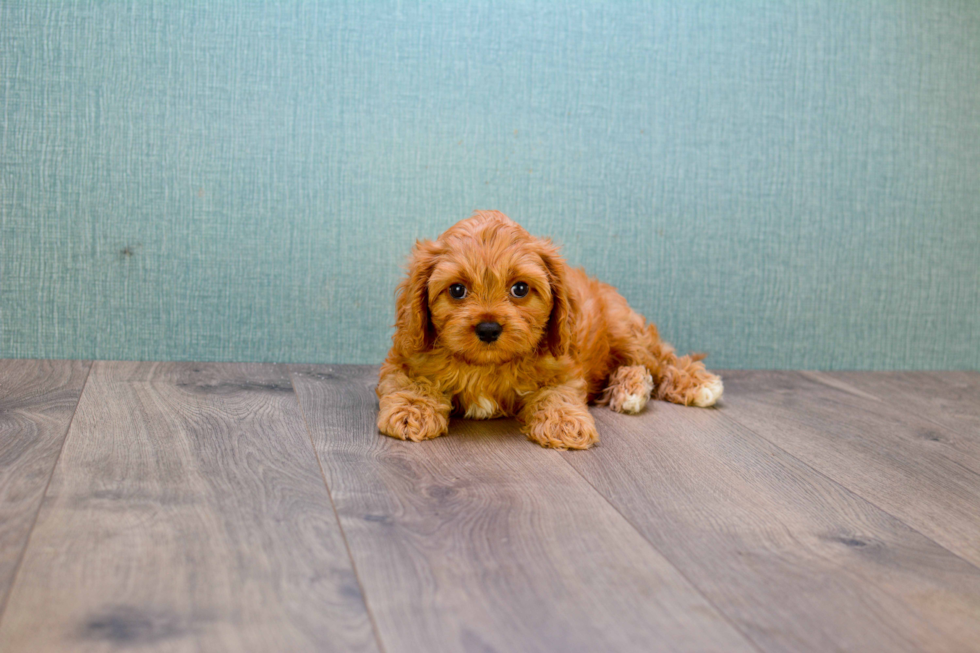 Small Cavapoo Baby