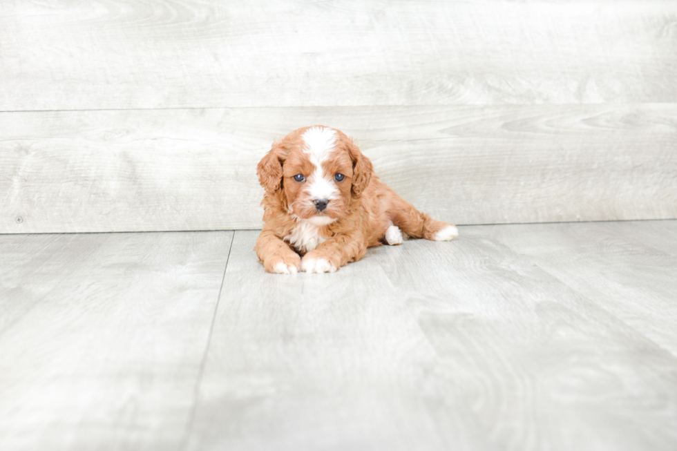 Hypoallergenic Cavoodle Poodle Mix Puppy