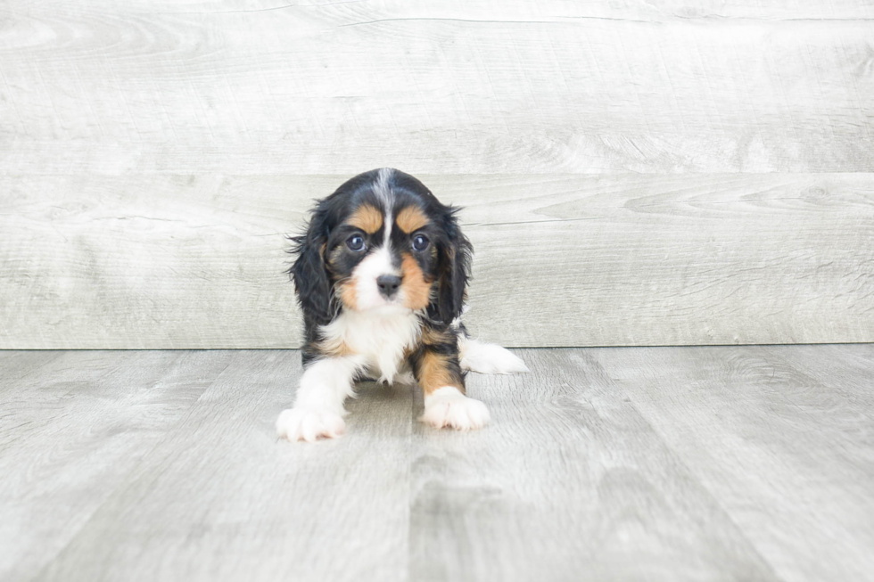 Popular Cavalier King Charles Spaniel Baby