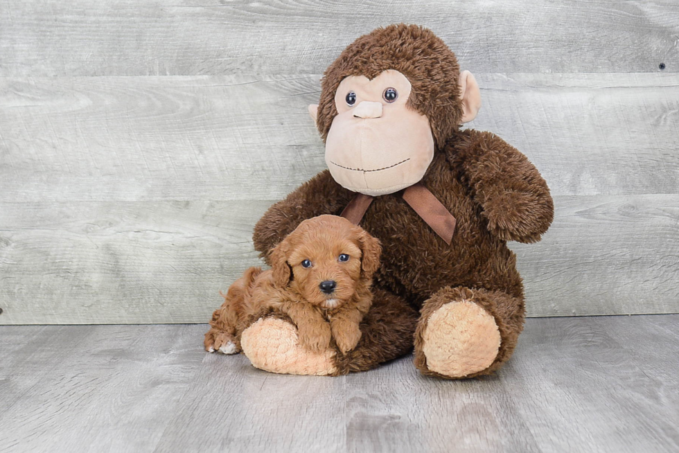 Cute Cavapoo Baby