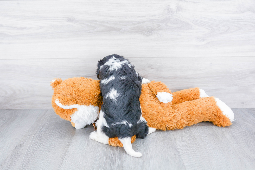 Cavalier King Charles Spaniel Pup Being Cute