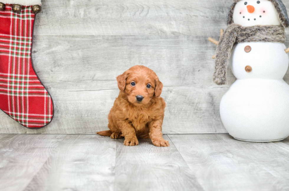 Playful Golden Retriever Poodle Mix Puppy