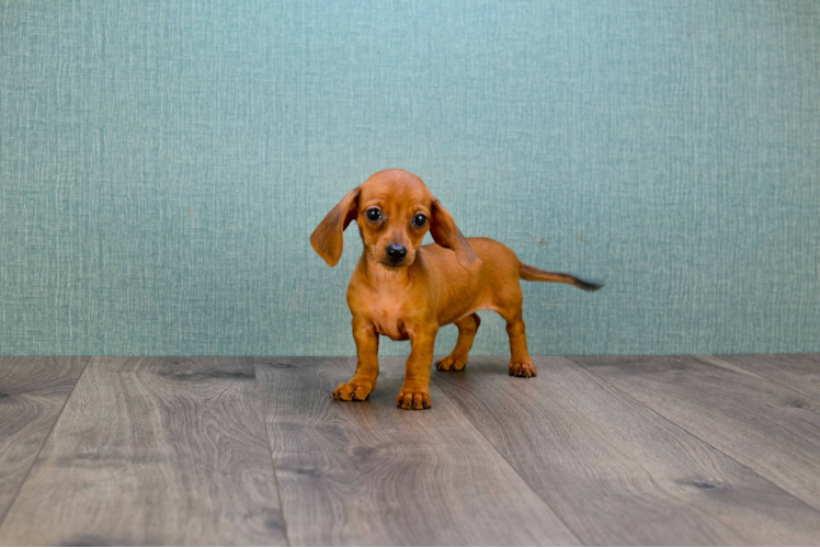 Best Dachshund Baby