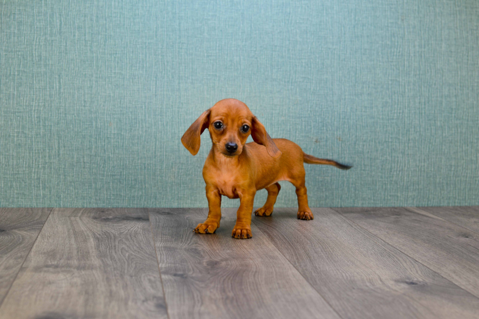 Best Dachshund Baby