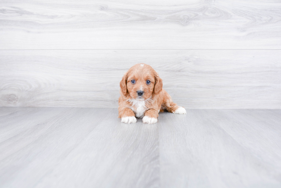 Cavapoo Puppy for Adoption