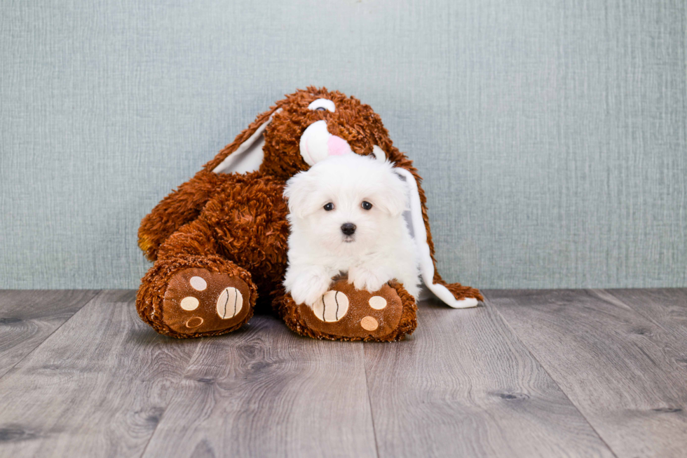 Maltese Puppy for Adoption