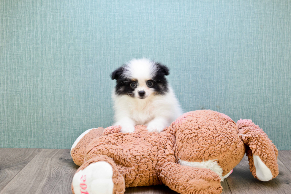 Hypoallergenic Pomeranian Purebred Pup