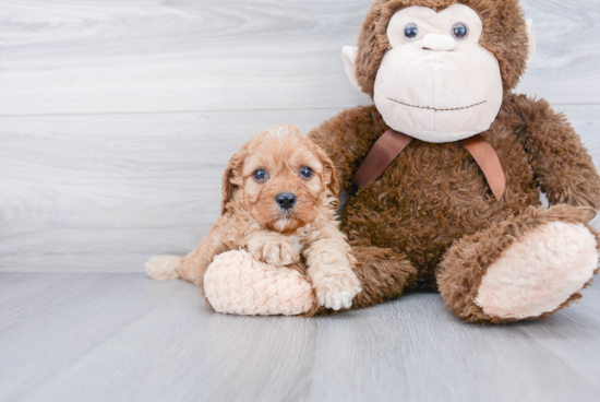 Hypoallergenic Cavoodle Poodle Mix Puppy