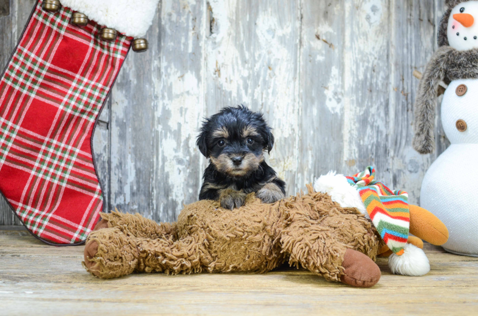 Morkie Puppy for Adoption