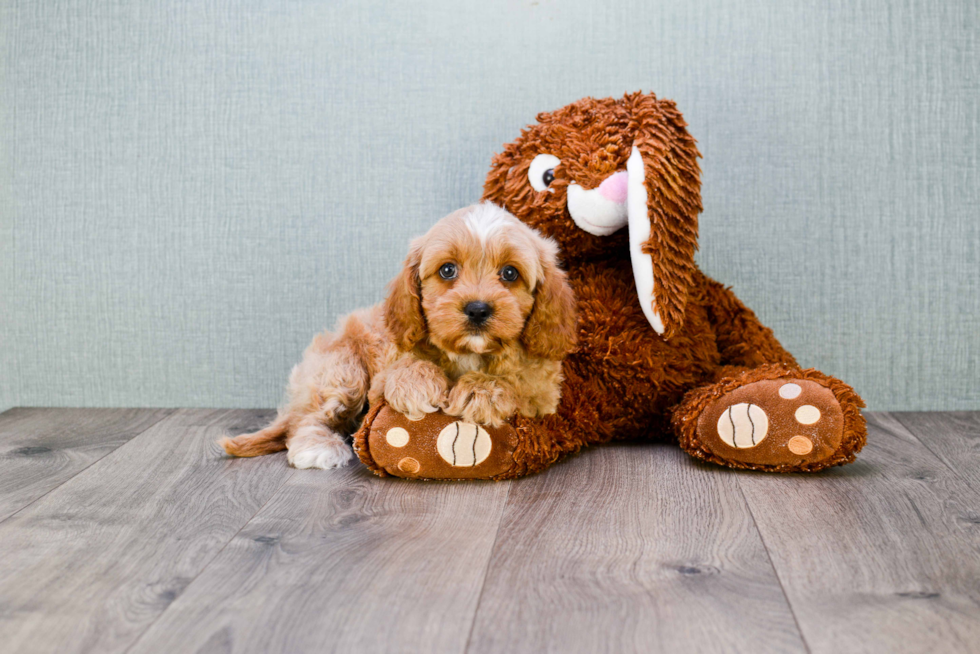 Sweet Cavapoo Baby