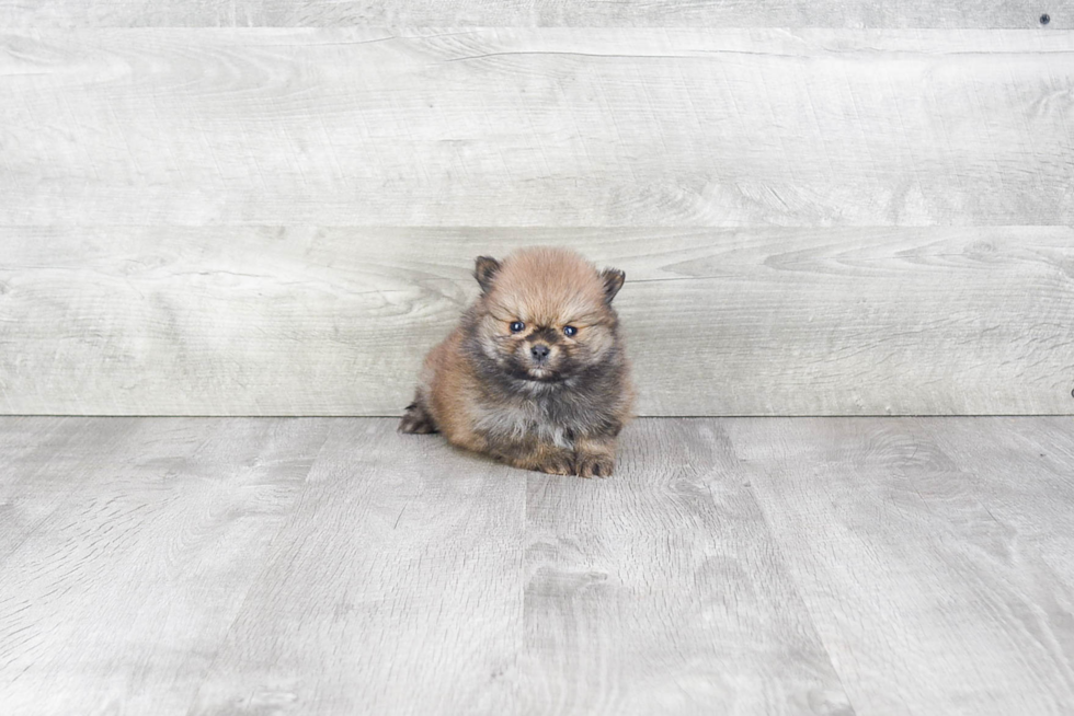 Pomeranian Pup Being Cute