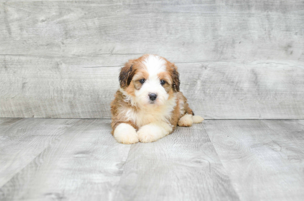 Small Mini Bernedoodle Baby