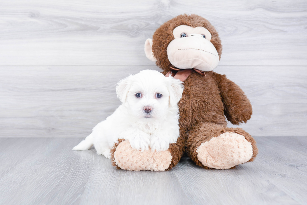 Maltipoo Puppy for Adoption