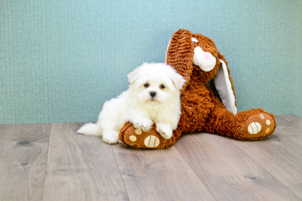 Energetic Maltepoo Poodle Mix Puppy