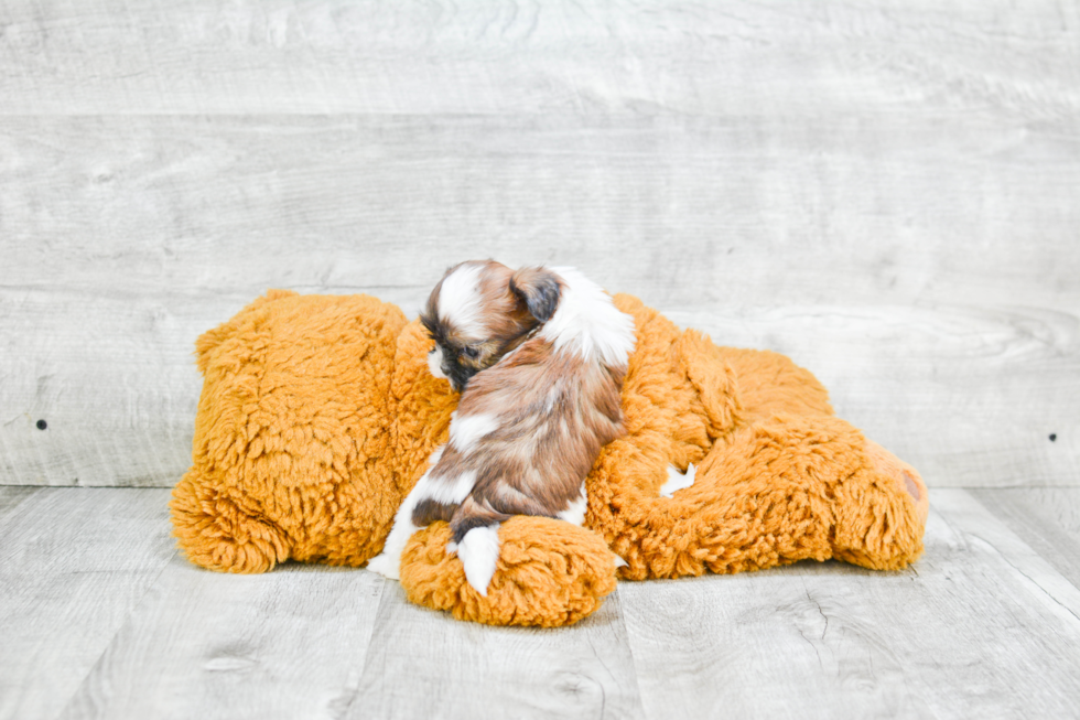 Teddy Bear Pup Being Cute