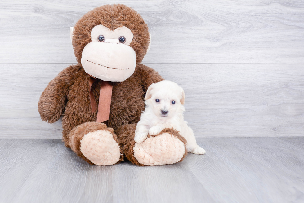 Maltipoo Pup Being Cute