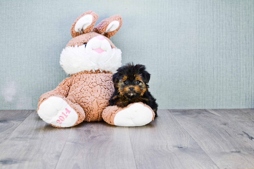 Meet Capone - our Yorkshire Terrier Puppy Photo 