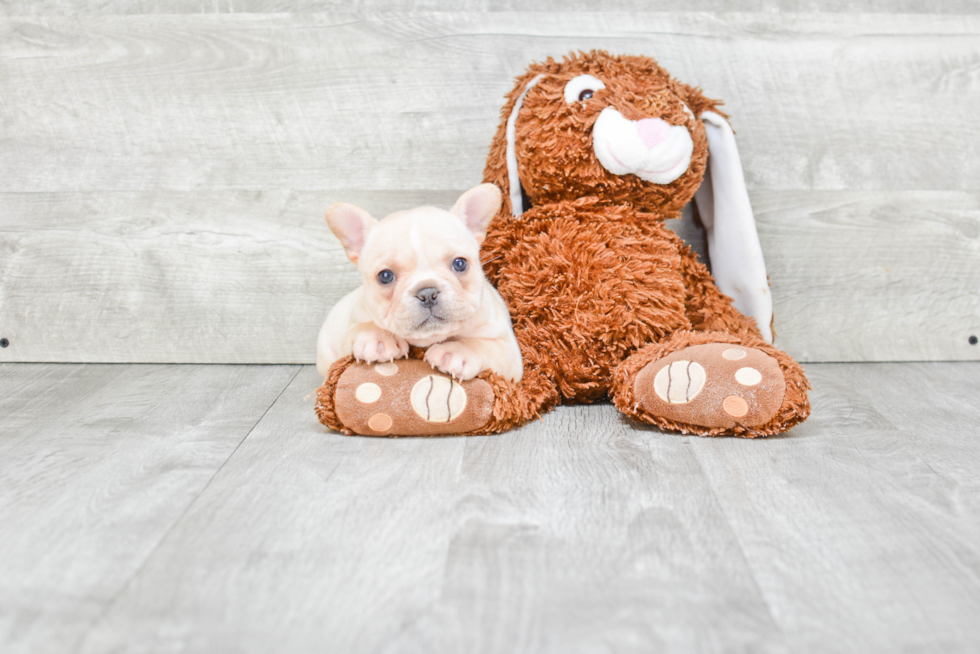 Cute Frenchie Purebred Puppy