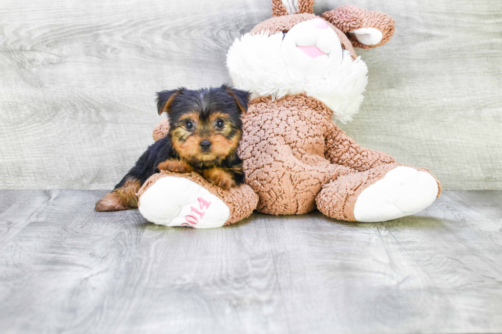 Meet Izzie - our Yorkshire Terrier Puppy Photo 