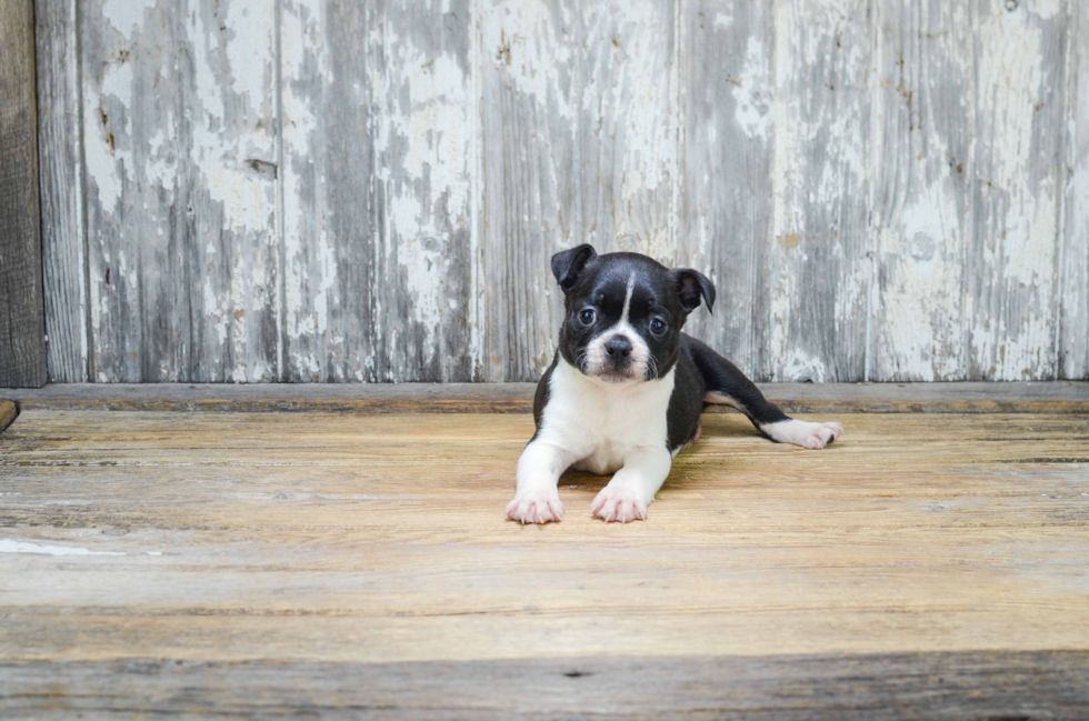 Sweet Boston Terrier Purebred Puppy