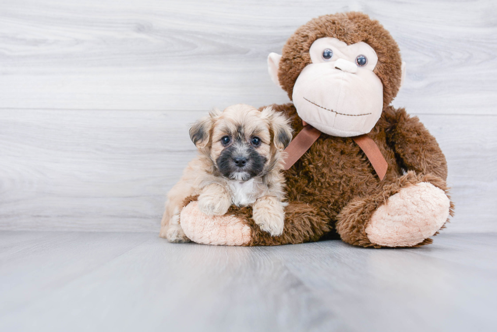 Maltipoo Pup Being Cute