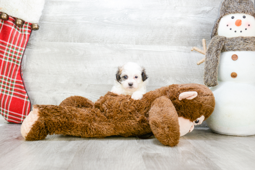 Teddy Bear Pup Being Cute